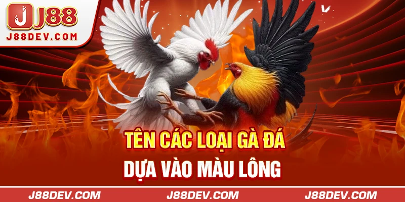 Tên các loại gà đá dựa vào màu lông